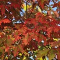 Acer griseum - 1