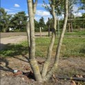 Parrotia persica - 1