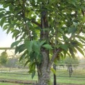Prunus 'Sunset Boulevard' - Foto 4