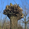 Salix Alba - Foto 1