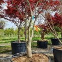 Acer palmatum 'Bloodgood' - Afbeelding 4