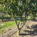 Prunus laurocerasus 'Rotundifolia' - Foto 4