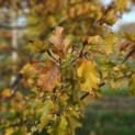 Fagus sylvatica 'Rohan Gold' - herfst 2025