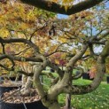 Acer palmatum 'Dissectum' - herfst 2025