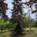 Fagus sylvatica 'Atropunicea' - 2