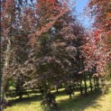 Fagus sylvatica 'Atropunicea' - Foto 3