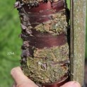 Prunus serrula - 4