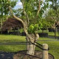 Heptacodium miconioides - Foto 1