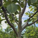 Juglans regia 'Cyril' - Foto 3