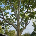 Juglans regia 'Cyril' - Foto 4