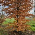 Fagus sylvatica - 4