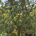 Quercus Suber - 3