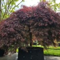 Acer palmatum 'Garnet' - 7