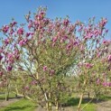 Magnolia Susan - 1