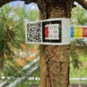 Pinus sylvestris - 4
