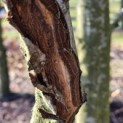 Carpinus betulus - een sterke boom die een beschadiging aan takken prima herstelt.