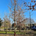 Carpinus betulus - 6