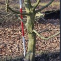 Carpinus betulus - 5