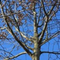 Carpinus betulus - 3