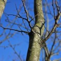Carpinus betulus - 4