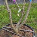 Prunus serrulata 'Royal Burgundy' - 7