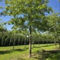 Quercus Palustris - 5