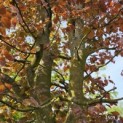 Fagus sylvatica 'Atropunicea' - 2