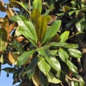 Magnolia grandiflora 'Galissonnière' - 1