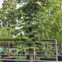 Cedrus libani - 3