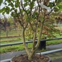 Hamamelis mollis 'Westerstede' - 3