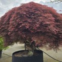 Acer palmatum 'Dragon's fire' - Foto 3