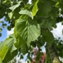 Tilia x europaea 'Pallida' - Foto 2
