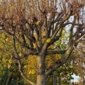 Tilia x europaea - Foto 3