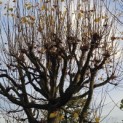 Tilia x europaea - Foto 2