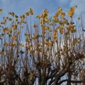 Tilia x europaea - Foto 1