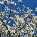Cornus Florida 'Rainbow' - Afbeelding 2