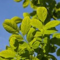 Cladrastris kentukea - 1