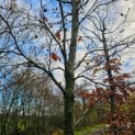 Fagus sylvatica 'Riversii' - november 2025
