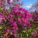 Lagerstroemia indica 'Benoit' - Foto 2
