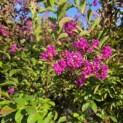 Lagerstroemia indica 'Benoit' - Foto 1