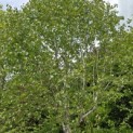 Betula utilis 'Doorenbos' - Foto 5