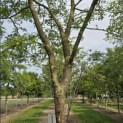 Gleditsia triachantos 'Sunburst' - Foto 4