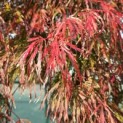 Acer palmatum 'Garnet' - Foto 5