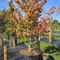 Parrotia persica 'Vanessa' - 3