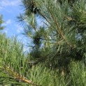 Pinus nigra 'Nigra' - Foto 1