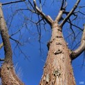 Acer griseum x nikoense - Foto 1