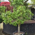 Pyrus c. 'Conference' - 4