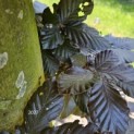 Fagus sylvatica 'Atropunicea' - Foto 3