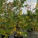 Tilia cordata 'Winter Orange' - Foto 4