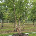Betula nigra - 4